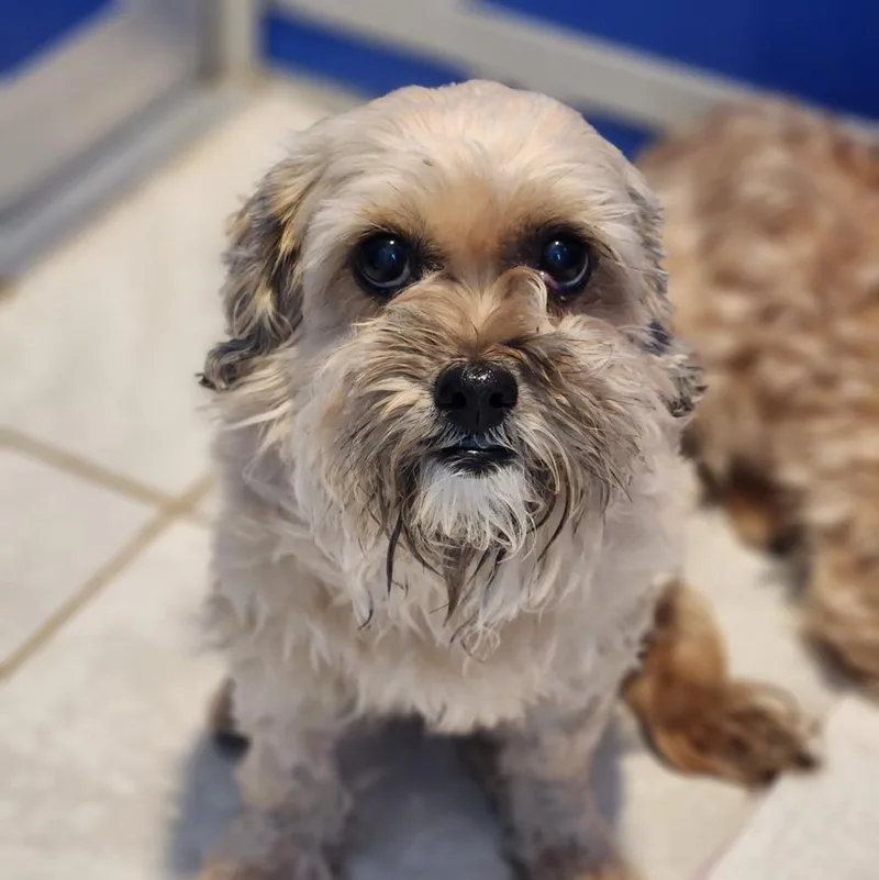 A senior small-sized male Shih Tzu dog named Arthur for adoption in Walnutport, PA