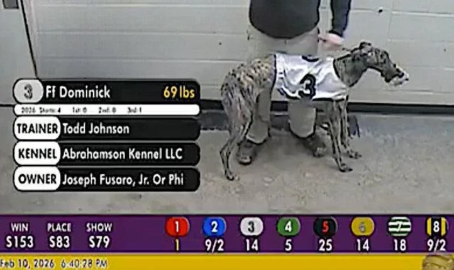 An adult large-sized male Greyhound dog named Ff Dominick for adoption in Tarpon Springs, FL