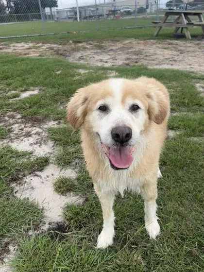 An adult large-sized male Great Pyrenees dog named Winston for adoption in Manteo, NC
