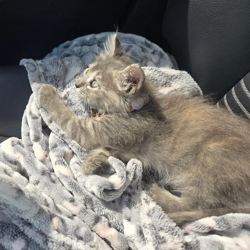 A baby small-sized female Gray / Blue / Silver Domestic Short Hair cat named H Two O for adoption in Austin, TX