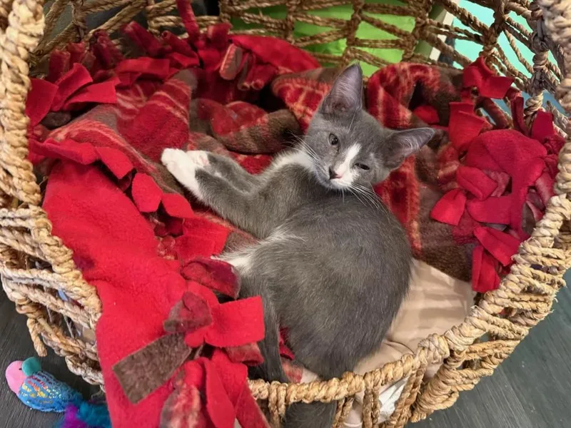 A baby medium-sized female Gray & White Domestic Short Hair cat named Paperclip for adoption in Rochester, NY