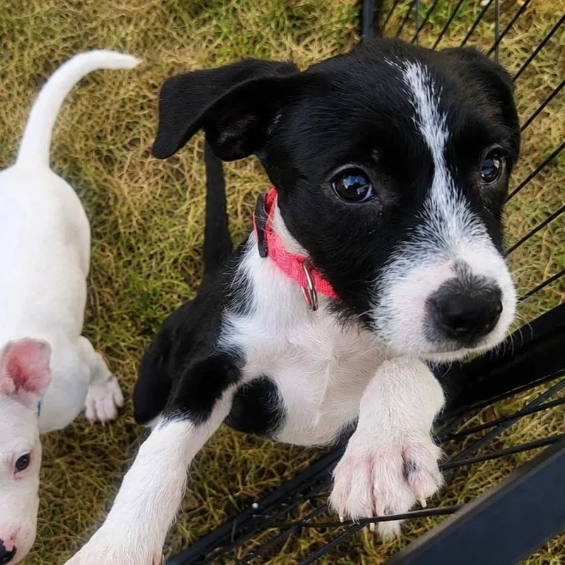 A baby small-sized female Black Mixed Breed dog named Natchez for adoption in West Olive, MI