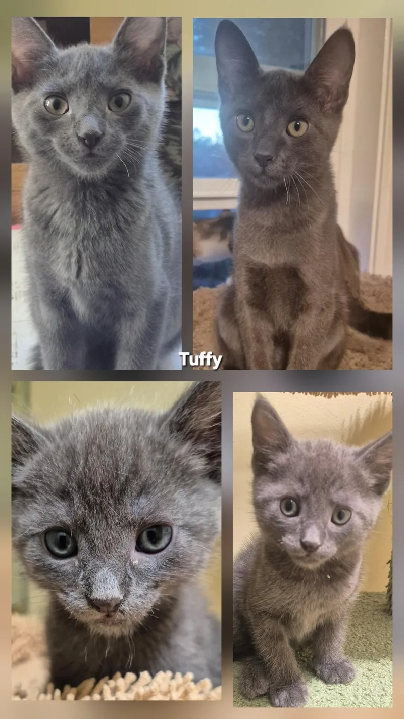 A baby medium-sized female Cream / Ivory Domestic Short Hair cat named Tuffy & Sunny for adoption in San Jose, CA