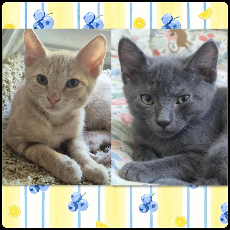 Tuffy & Sunny  thumbnail 2