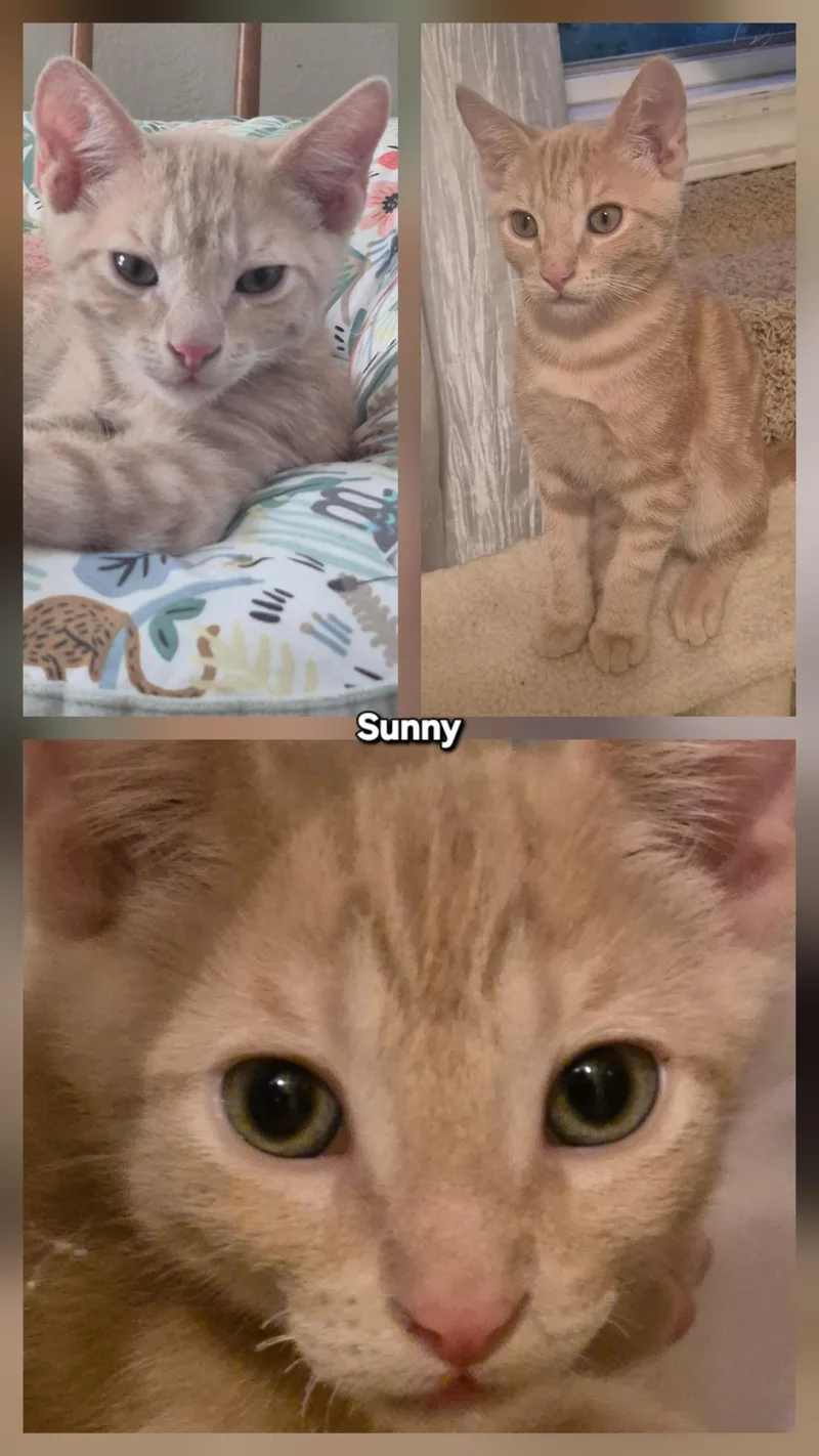 Tuffy & Sunny  thumbnail 4
