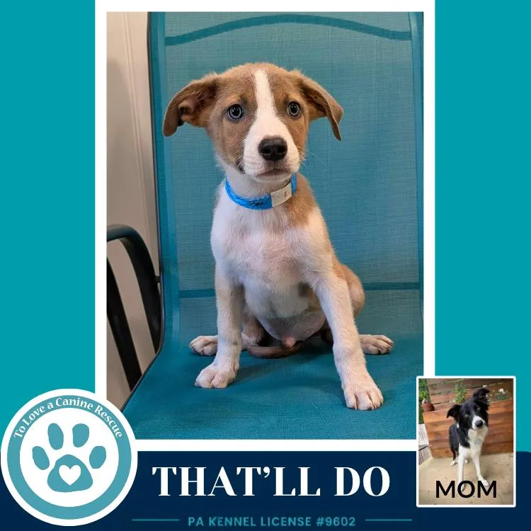 A baby medium-sized male White / Cream Border Collie dog named That'll Do for adoption in Kimberton, PA