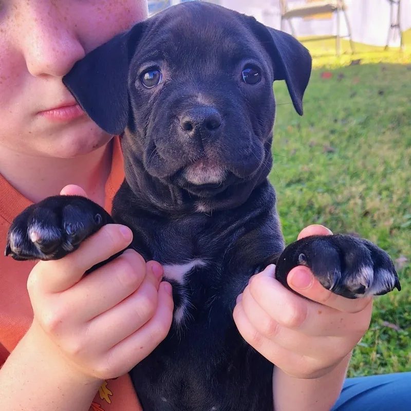 A baby small-sized female Pit Bull Terrier dog named Loretta for adoption in Johnson City, TN