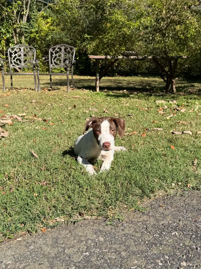 A baby medium-sized female German Shorthaired Pointer dog named Roxy for adoption in Richmond, VA
