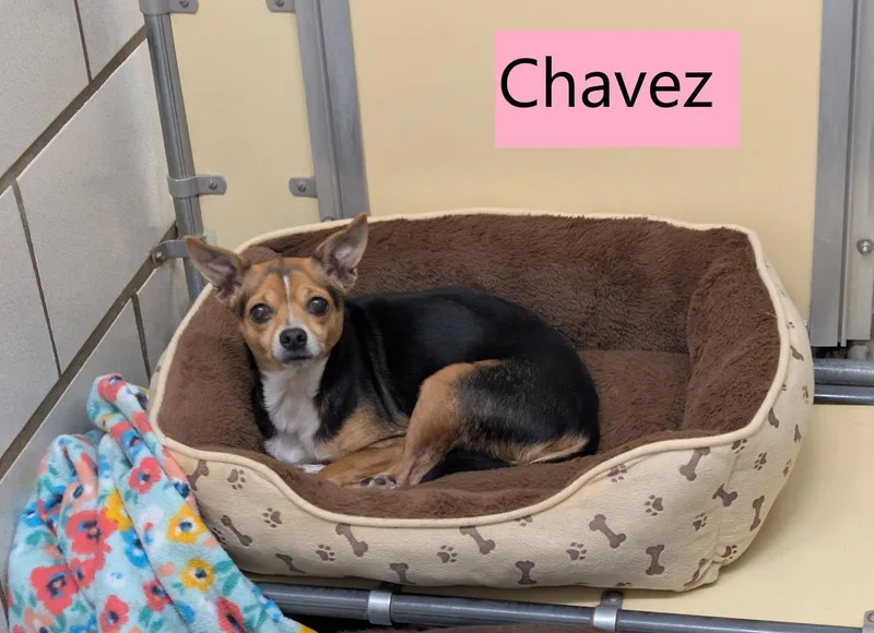 An adult small-sized female Tricolor (Brown, Black, & White) Chihuahua dog named Chavez for adoption in Mount Vernon, OH