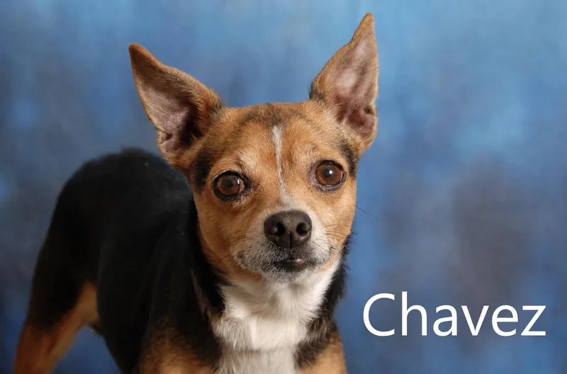 Chavez thumbnail 2