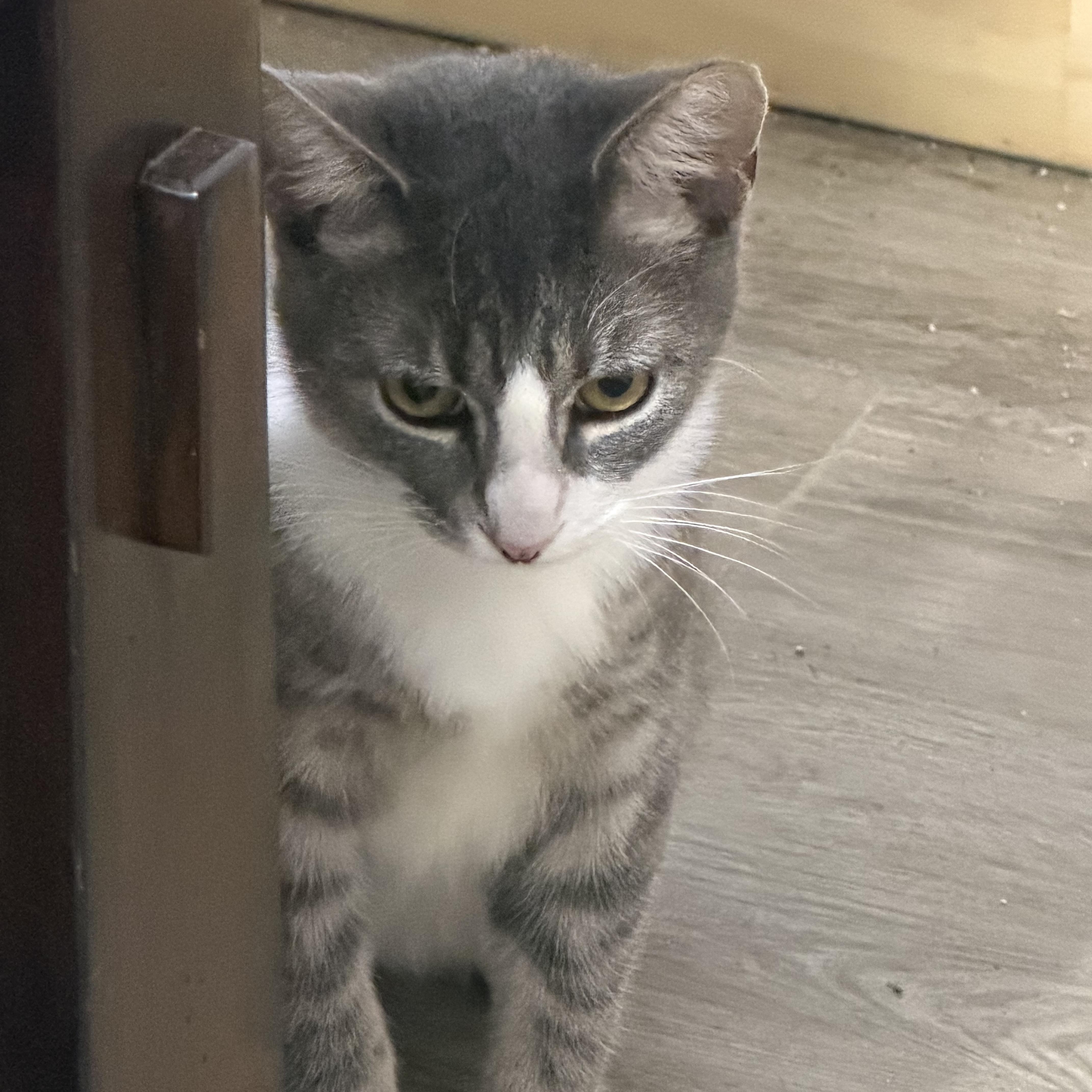 A baby medium-sized male Tabby (Gray / Blue / Silver) Domestic Short Hair cat named Gary for adoption in Liverpool, TX