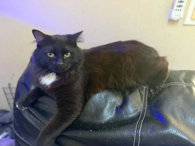 An adult large-sized male Black & White / Tuxedo Domestic Long Hair cat named Tie for adoption in Orlando, FL