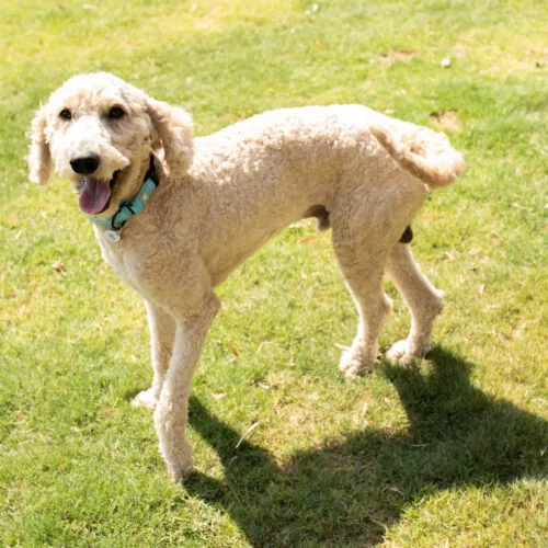 A young medium-sized male Goldendoodle dog named Vail for adoption in Phoenix, AZ