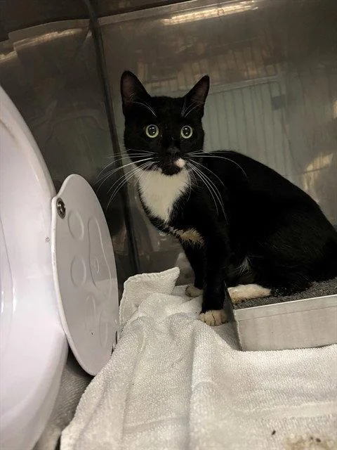 A young medium-sized male Black & White / Tuxedo Domestic Short Hair cat named Cowboy for adoption in Clyde, NC