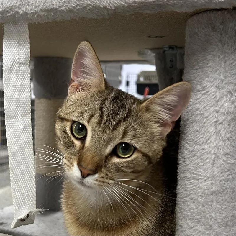 A young small-sized male Brown / Chocolate Domestic Short Hair cat named Chipmunk for adoption in Falls Church, VA