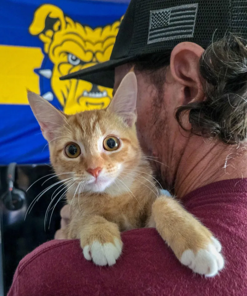 A baby medium-sized female Domestic Short Hair cat named Arya for adoption in Lighthouse Point, FL