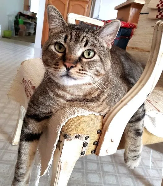 A senior large-sized male Domestic Short Hair cat named Alfie for adoption in Monterey, CA