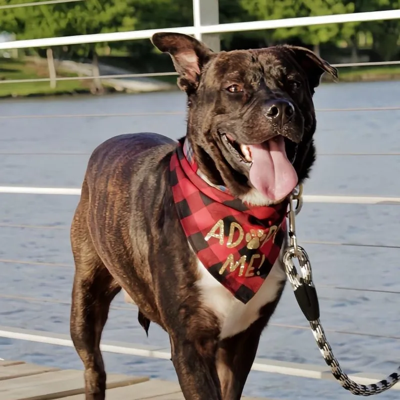 Chocolate thumbnail 2