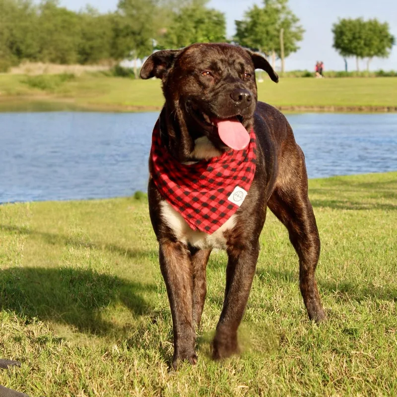 Chocolate thumbnail 3