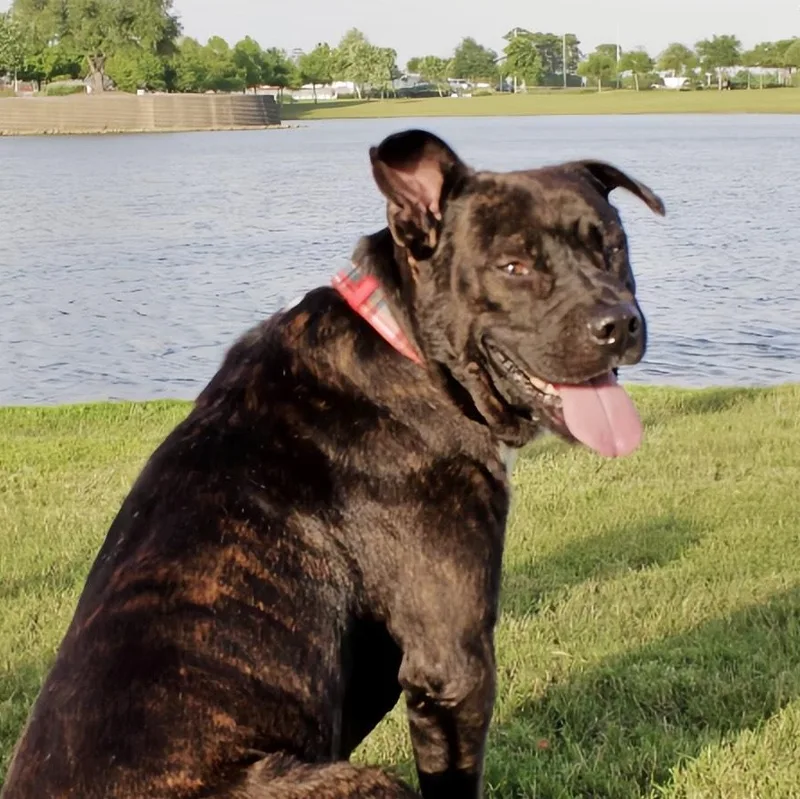 Chocolate thumbnail 5