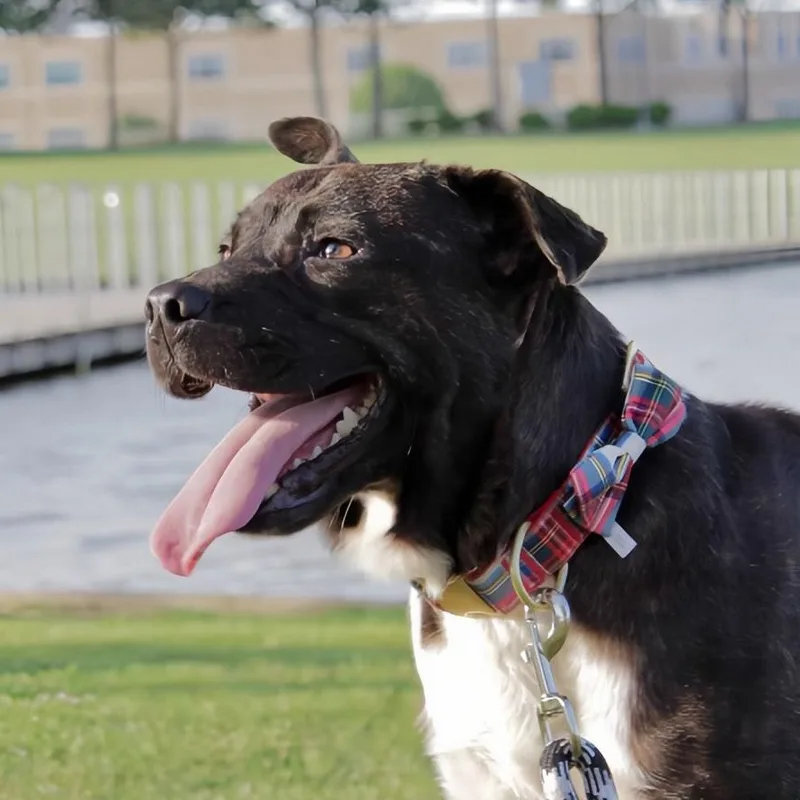 Chocolate thumbnail 6