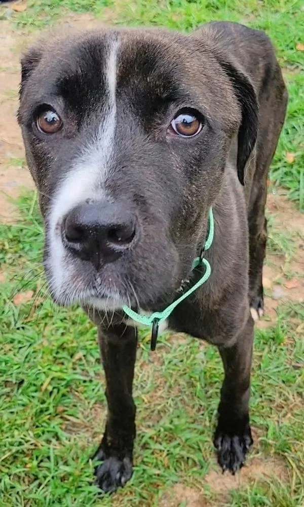 A young medium-sized female Pit Bull Terrier dog named Athena for adoption in Millersville, MD