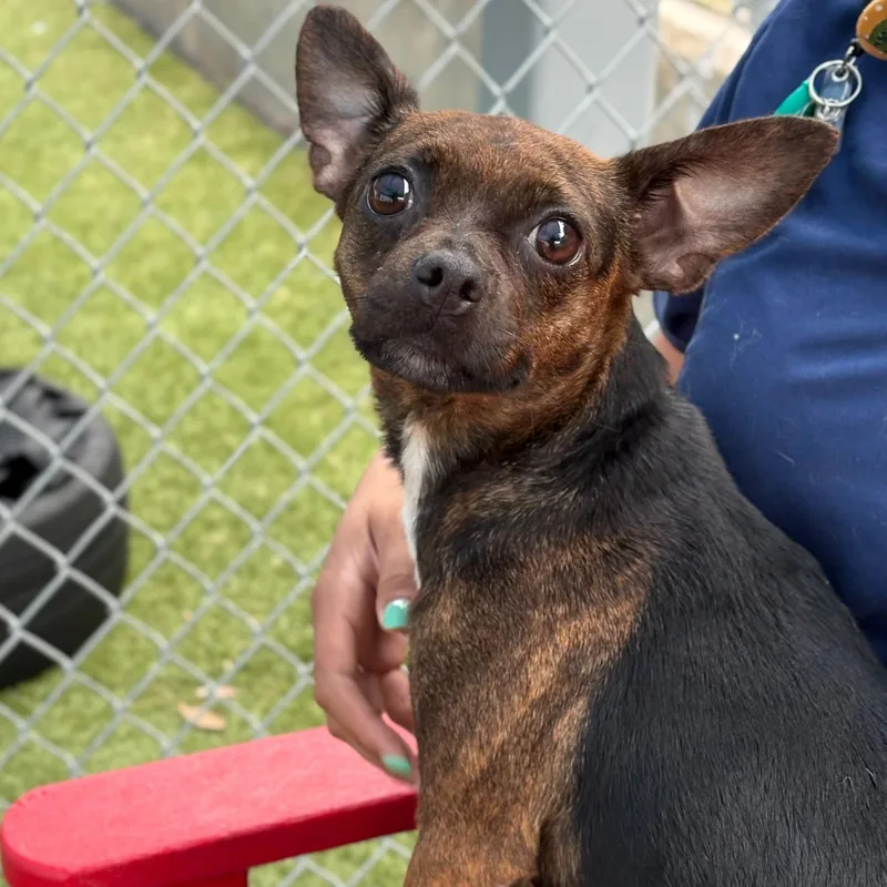 An adult small-sized female Chihuahua dog named Sadie for adoption in Portland, ME