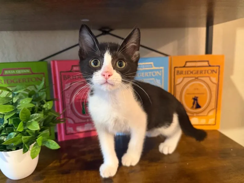 A baby small-sized male Domestic Short Hair cat named Handsome for adoption in New Braunfels, TX