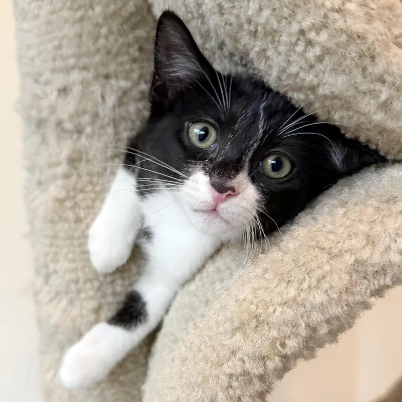 A baby medium-sized female Black & White / Tuxedo Domestic Short Hair cat named Cookie for adoption in Lake Monroe, FL