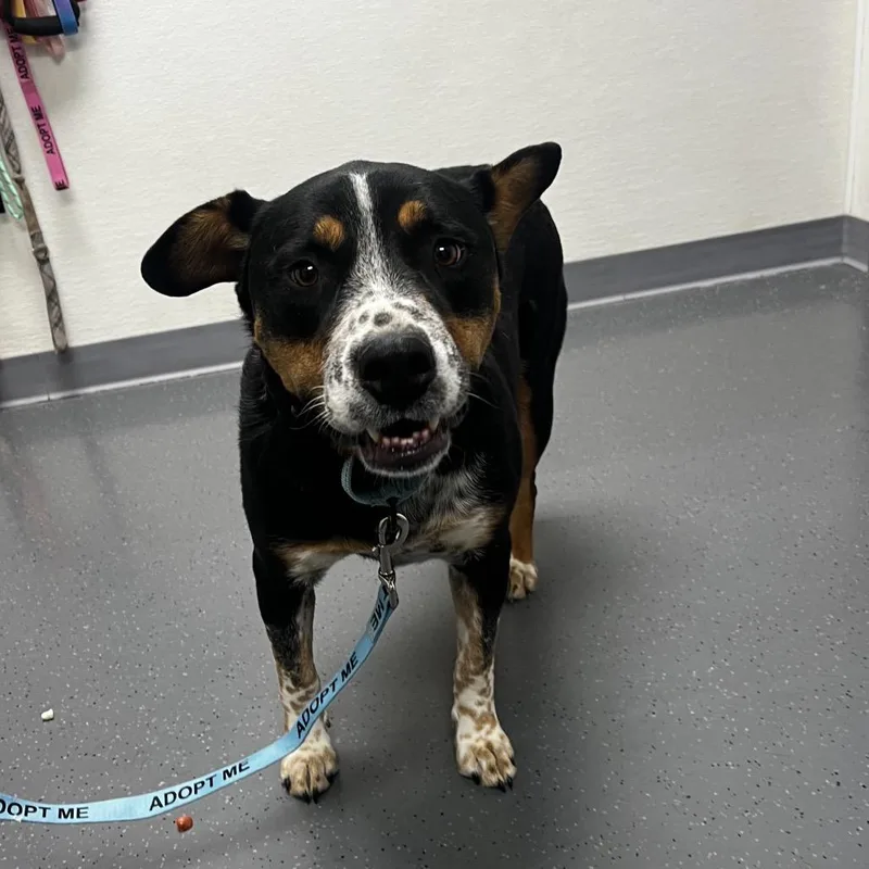 An adult medium-sized male Black Mixed Breed dog named Pumpkin for adoption in Albuquerque, NM