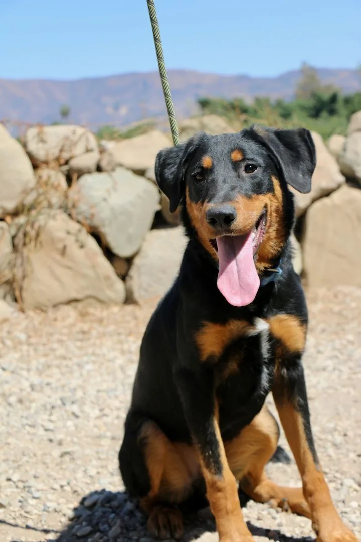 A young large-sized male Black Doberman Pinscher dog named Oliver for adoption in Fillmore, CA