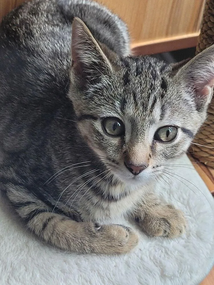 A baby small-sized male Gray / Blue / Silver Tabby cat named Hurricane Antoon for adoption in Greensboro, NC