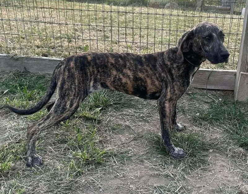 A young large-sized female Brindle Plott Hound dog named Owens : Tillie for adoption in Aurora, IN