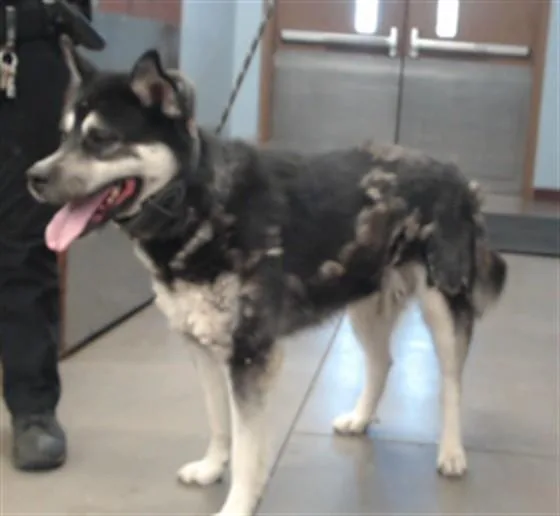 An adult large-sized male Alaskan Malamute dog named Hubbard for adoption in Phoenix, AZ