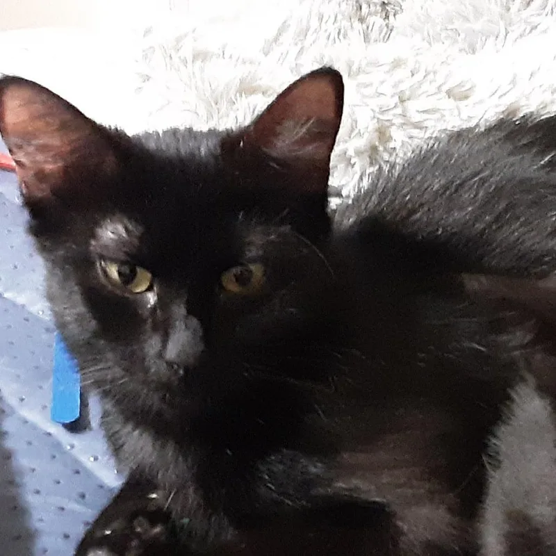 An adult small-sized female Black Domestic Short Hair cat named Midnight for adoption in Overland Park, KS
