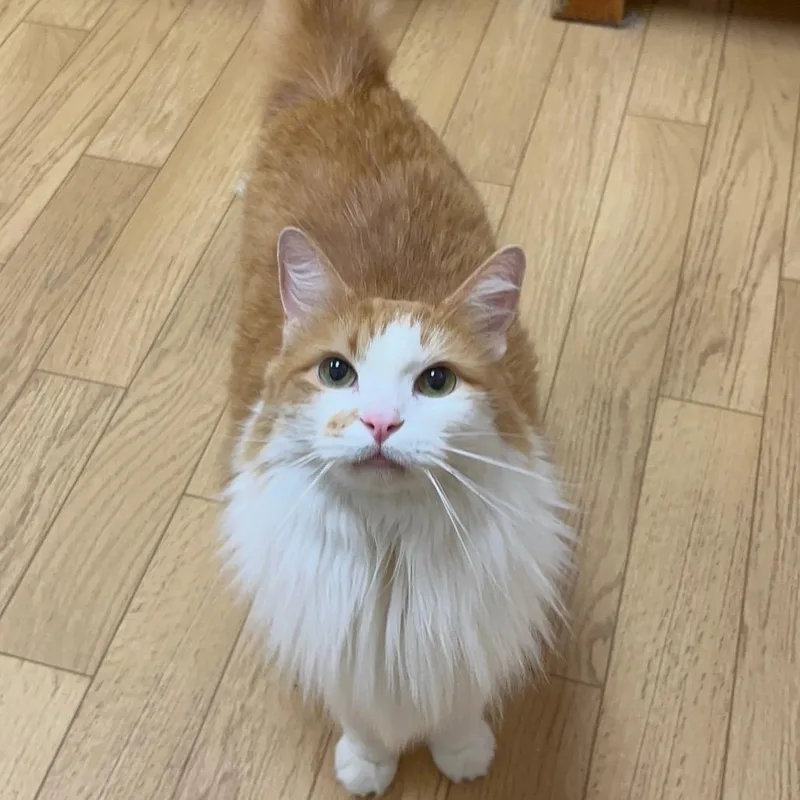 A senior extra large-sized male Orange / Red Domestic Long Hair cat named Ted for adoption in Woodstock, IL