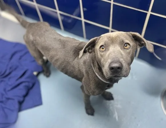 A young medium-sized female Staffordshire Bull Terrier dog named Felicia for adoption in Houston, TX