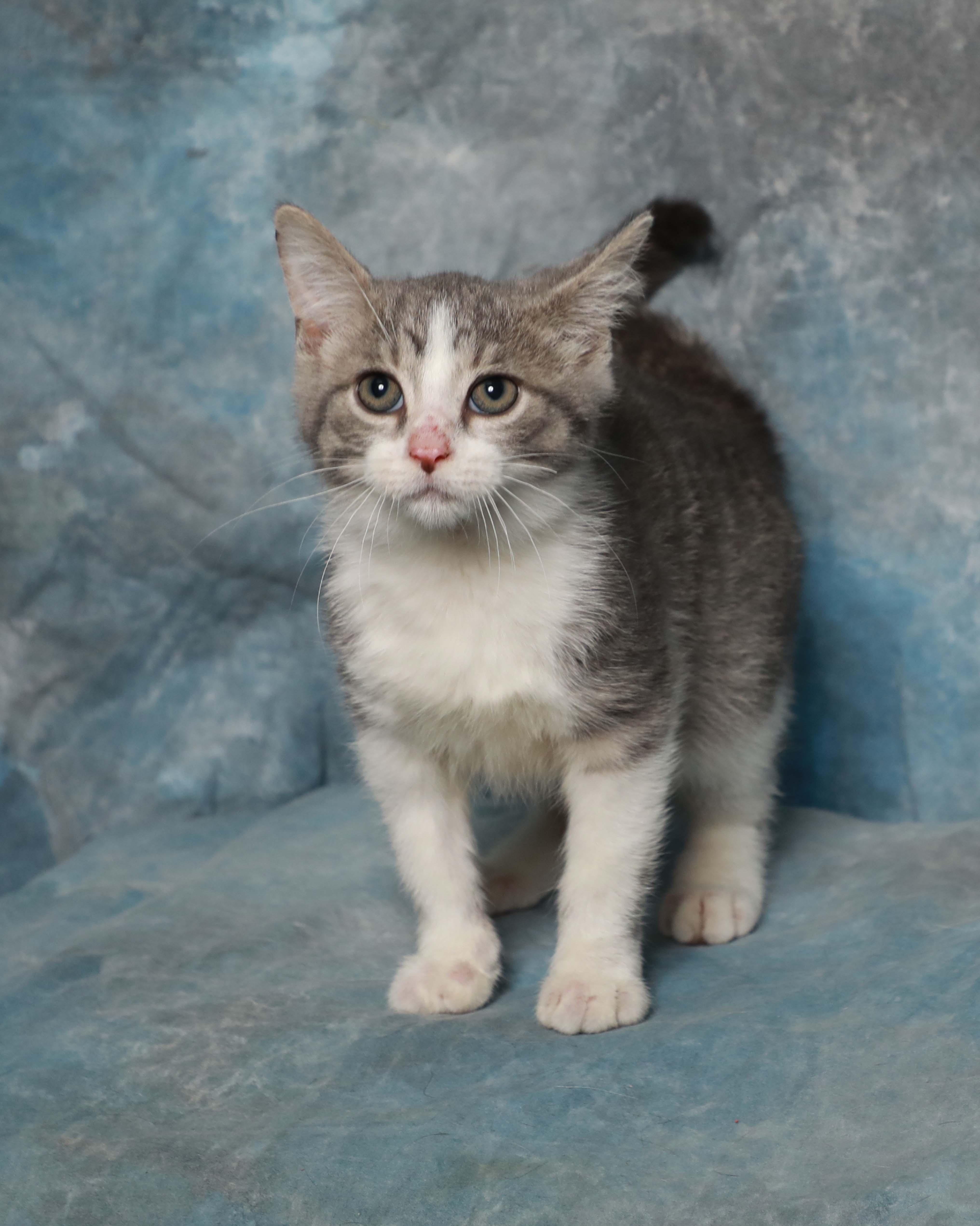 A baby medium-sized male White Domestic Short Hair cat named Blaze for adoption in Rock Falls, IL