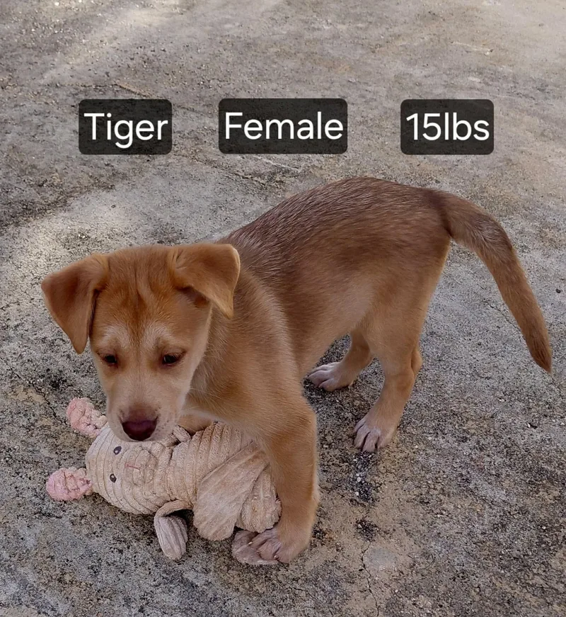 Tiger thumbnail 4