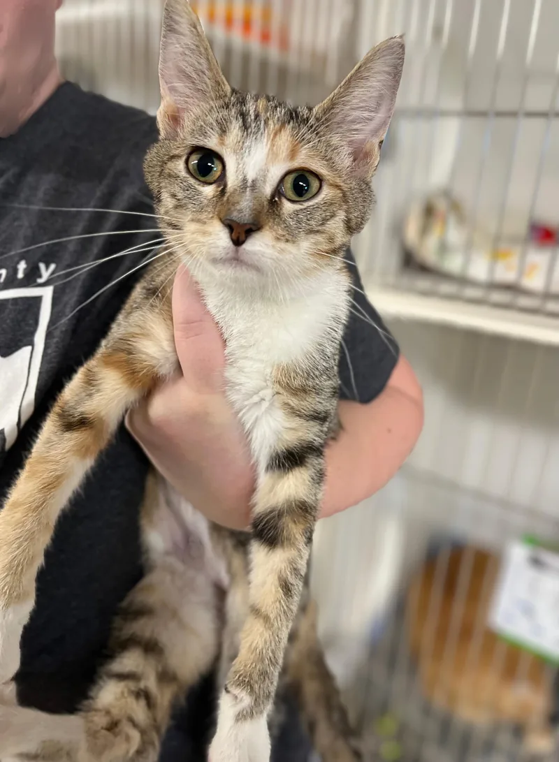A baby medium-sized female Calico Domestic Short Hair cat named Clarke for adoption in Seville, OH