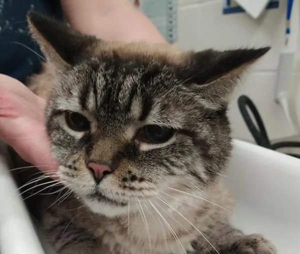 A senior medium-sized female Domestic Short Hair cat named Vilo for adoption in Pocatello, ID