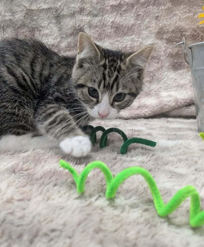 A baby small-sized male Domestic Short Hair cat named Bandit for adoption in Raleigh, NC