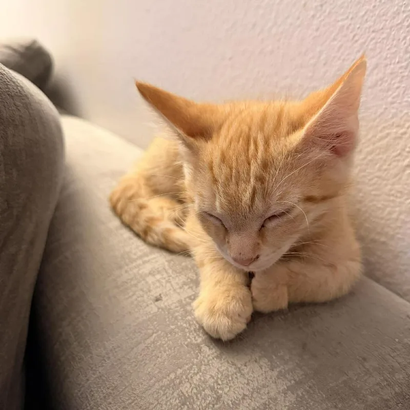 Bugs Bunny thumbnail 2