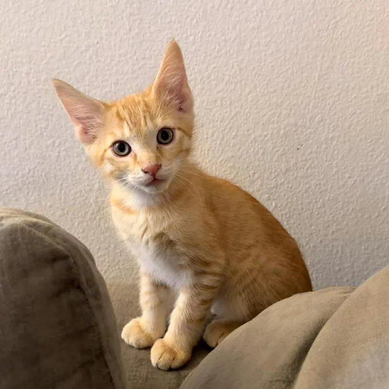 Bugs Bunny thumbnail 3