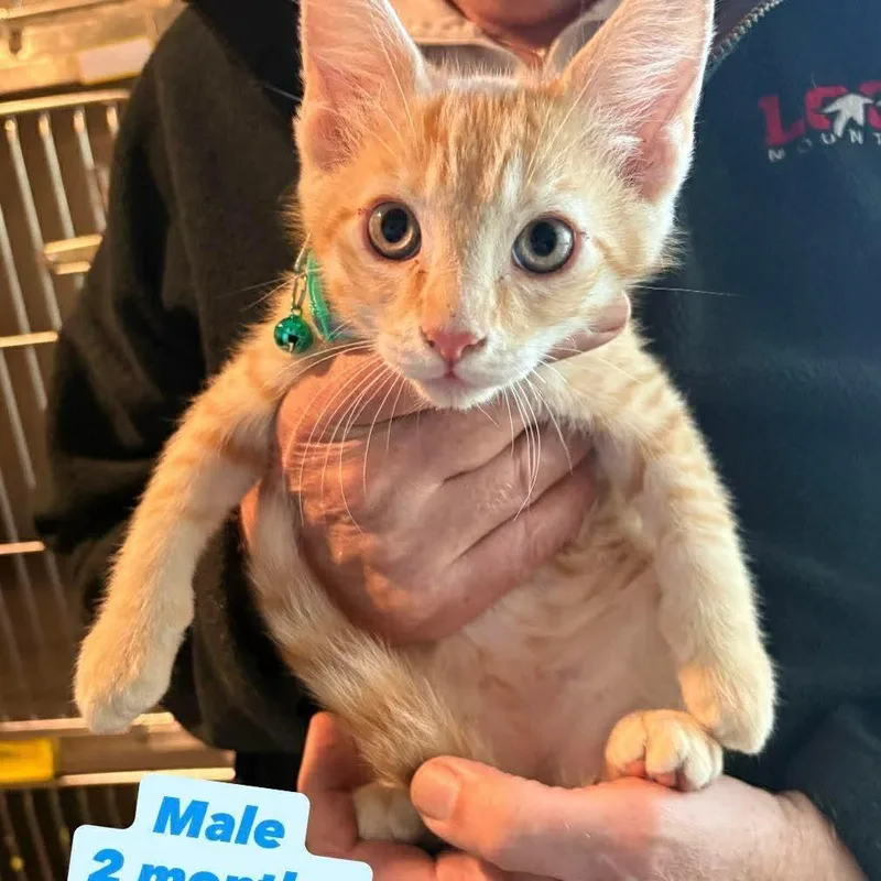 Bugs Bunny thumbnail 4