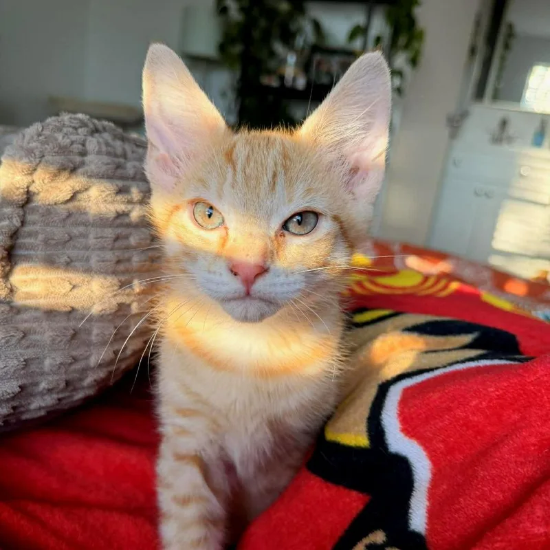 Bugs Bunny thumbnail 5