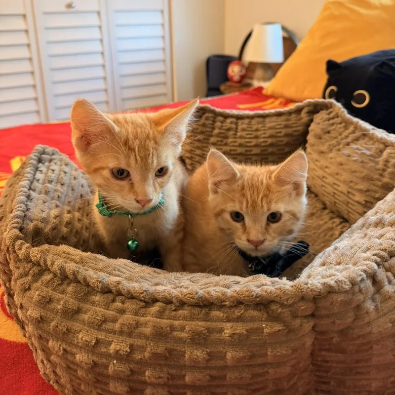 Bugs Bunny thumbnail 6