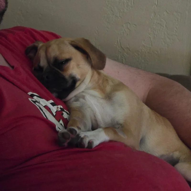 A young medium-sized female Brown / Chocolate Pug dog named Maisie for adoption in Enid, OK