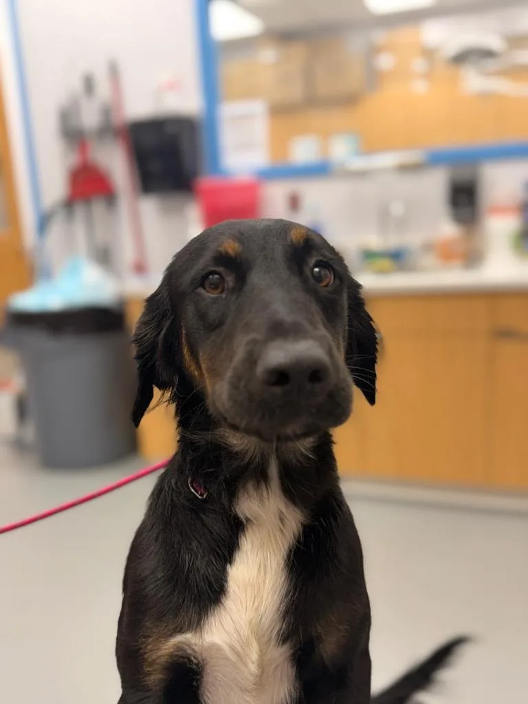 Lila