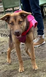 Trixie thumbnail 4